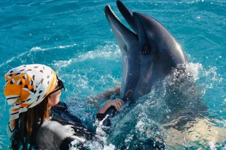 Dolphins in swimming pool