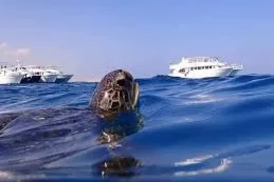 Diving programs